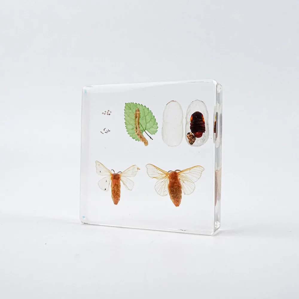 Animal Specimen paperweight Taxidermy Collection embedded In Clear Lucite Block Embedding Specimen