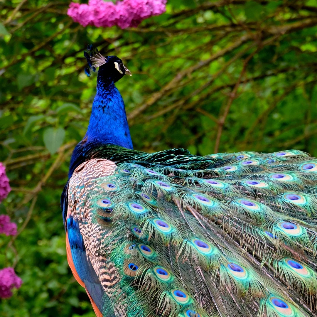 Hh Car Interior Acc…