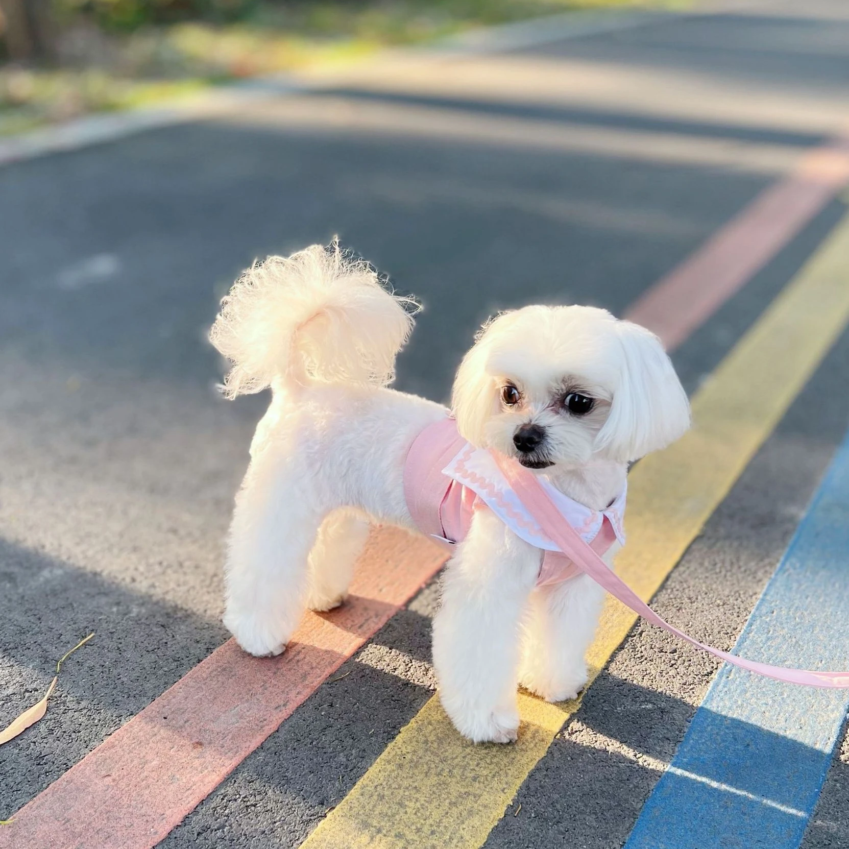 Spring and Summer Ins Short Chest Back College Shirt Cat Dog Ice Cream Color Breathable Leash Strap Cute Cat Leash Dog Leash