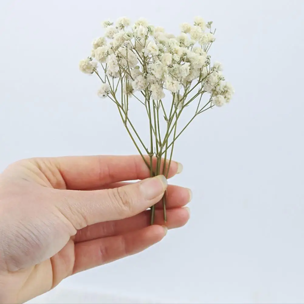 50개 미니 별빛 드라이 플라워 DIY 홈 웨딩 장식 선물 브레스 부케 안개꽃 레진 공예용