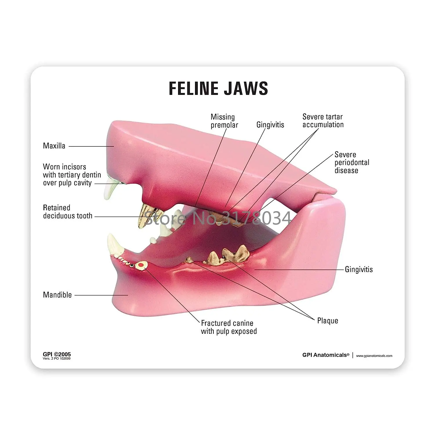 Feline Dental Model | Animal Body Anatomy Replica of Cat Jaw w/Common Pathologies for Veterinary Office Educational Tool