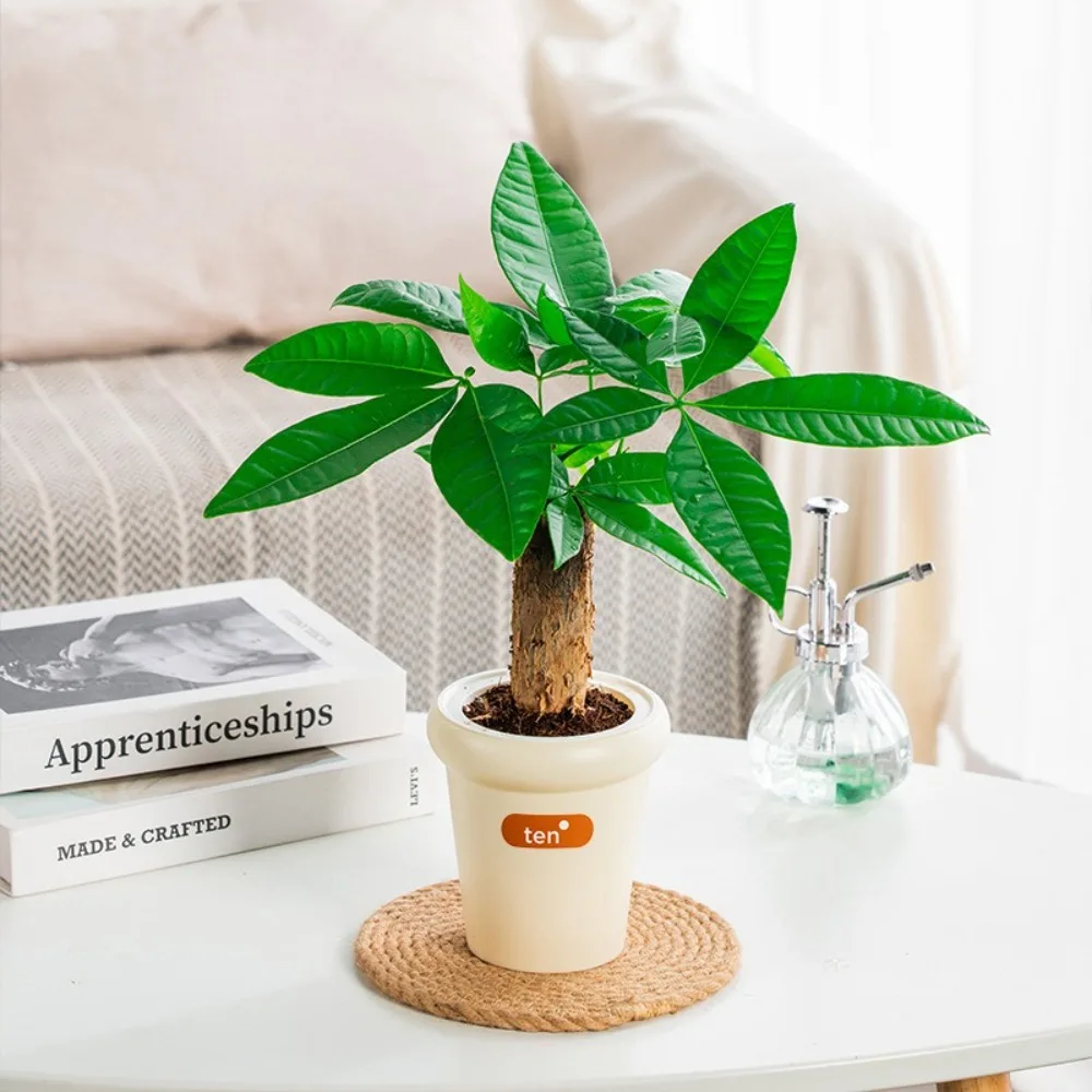 Creative Self Watering Hydroponic Plants Pot Plastic Removable Flowerpot Mini Succulent Planter Tabletop Vase