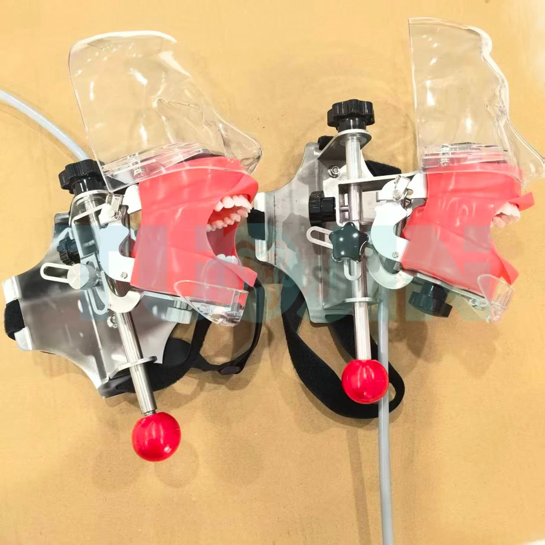 Typodont Dental Simulator Simple Head Model Dental Phantom Head With Teeth For Dentist Students Dentistry Manikin Training Unit
