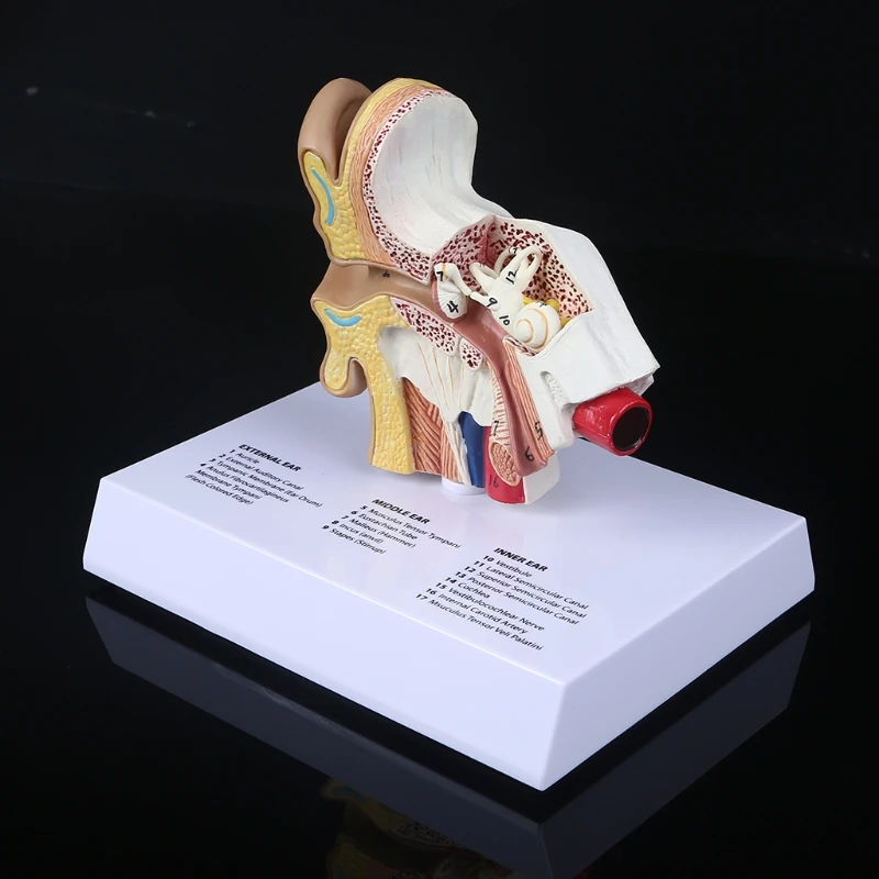 1.5 Times Life Size Human Ear Model Scientific Anatomy Teaching Supplies Anatomical Study Display Professional School Resource T