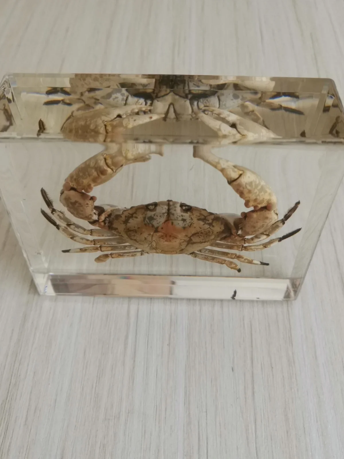 Large Tarantula Specimen Resin Insect Large Octopus Crab Resin Bug Beetle Butterfly Scorpion Specimen Insect Desk Decoration