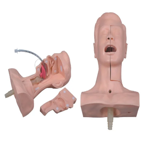 Advanced Sputum Aspiration Exercise Model Nursing Simulator