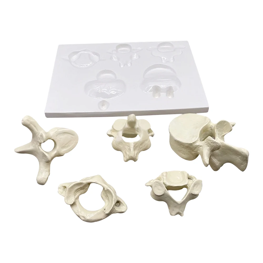 Enlarged Models of the Atlantoaxial Cervical Thoracic and Lumbar Vertebrae As Well As Joint Models of the Lumbar Vertebrae