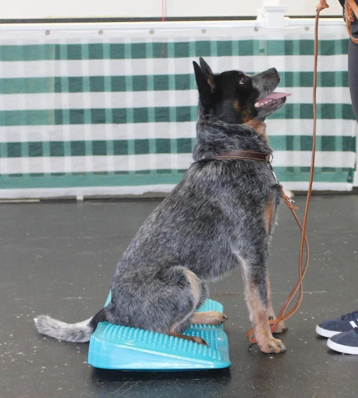 Hang aufblasbare Rampe Keil Hund Fitness Ball Muskel Gewichts übertragung Neigung