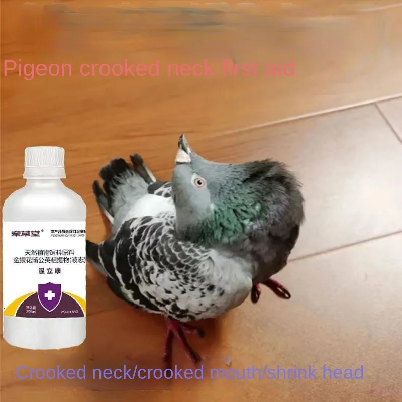 Piccioni Con Colpi Inclinati, Teste Inclinate, Colli Inclinati, Salmonella, Teste Inclinate, Colli Intrecciati, Piccioni Da Corsa, Piccioni Domestici,