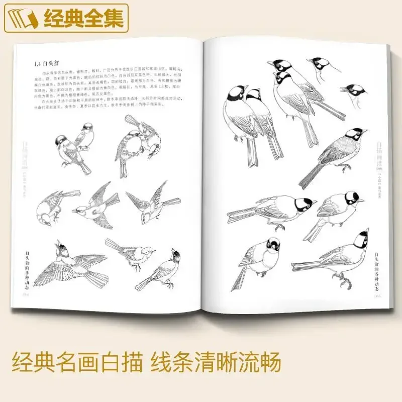 5000 Chinese Line Drawings Collection Book II Bird&Beast Coloring Book for Adults Art Reference Book 16K