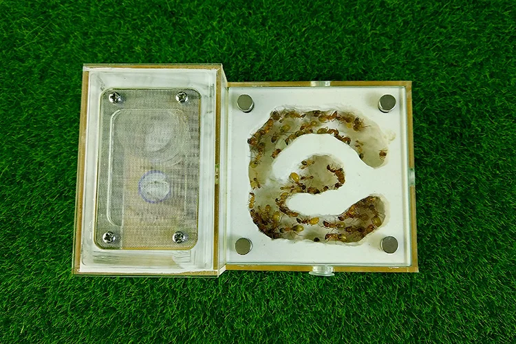 

Маленький замок-гнездо для муравьев, одиночная водная башня, репродукция муравьев для домашних животных, экологическая мастерская, гнездо для муравьев, школа, популярная наука