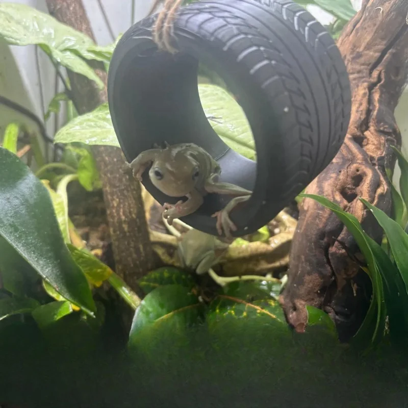 Geckos, jaszczurki, żaby i inne gady/hubicy huśtawki opon (bez liny) dekoracja pudełka do karmienia druk 3D