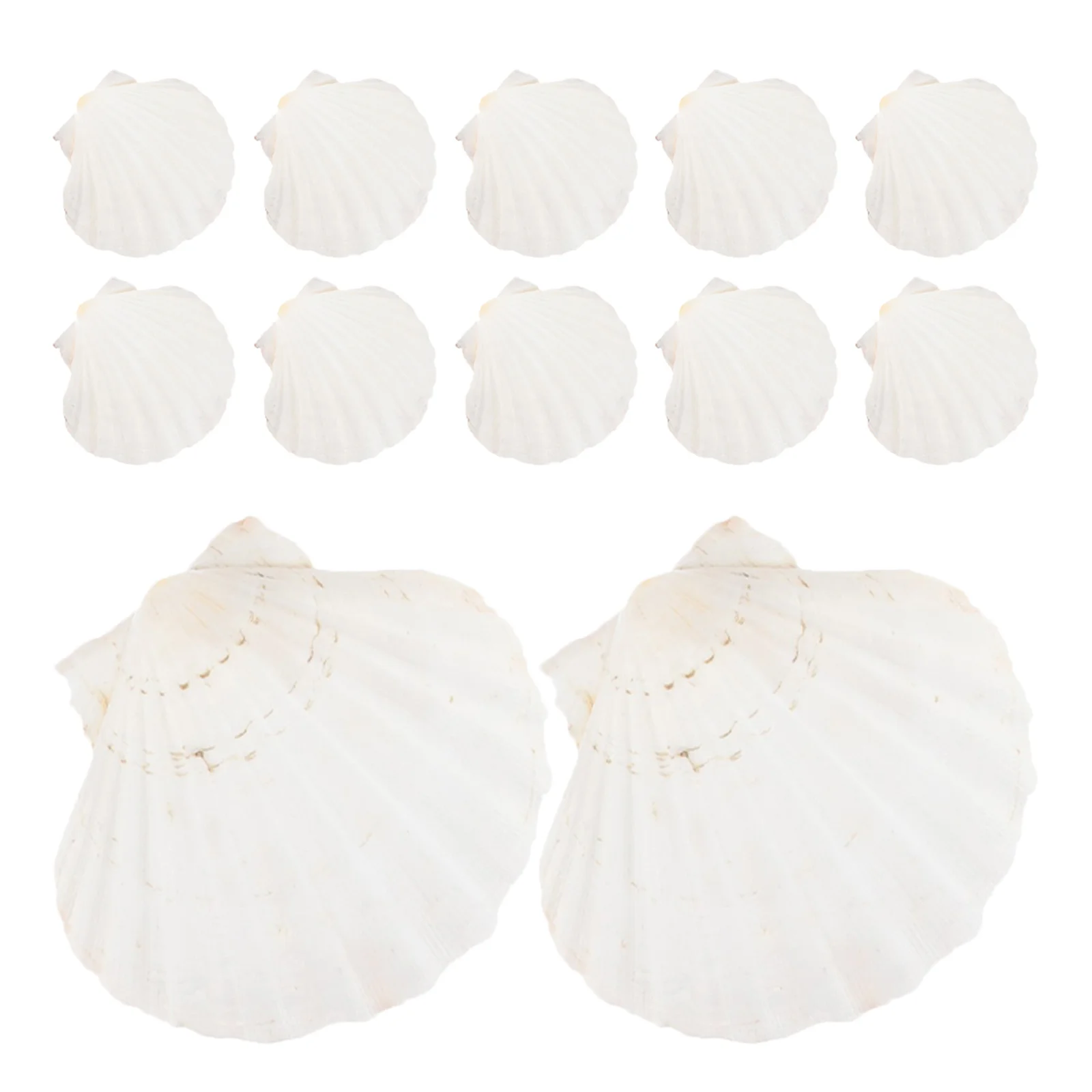 

20pcs Natural Shell Dinnerware: Scallop Shells For Baking Grilling Seafood Reusable Beach Tableware Set For Bbq Party Diy Craft
