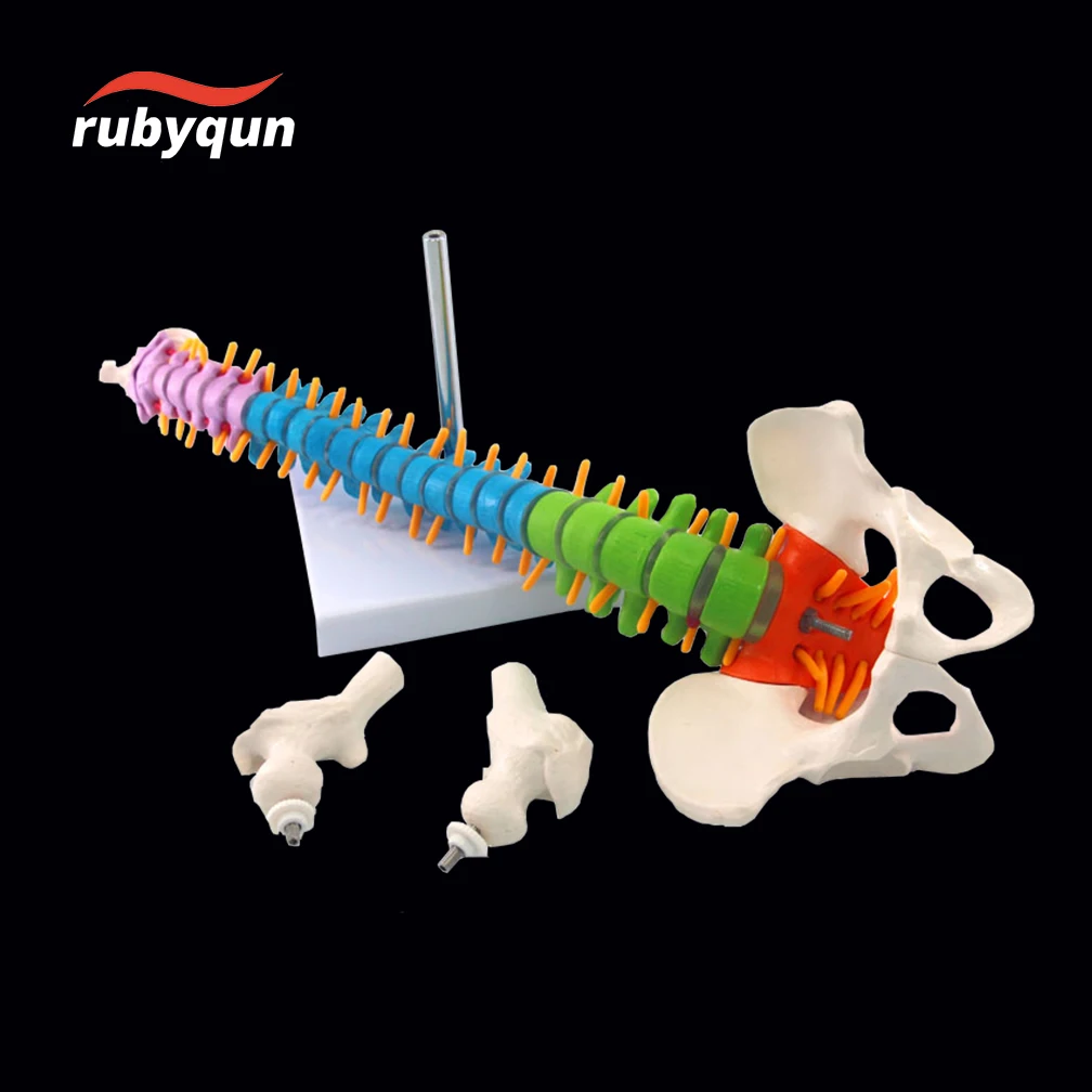 

45cm Life Size Vertebral Column Models Human Spine with Pelvic Anatomical Anatomy Model Skeleton Instrument Medical Supplies