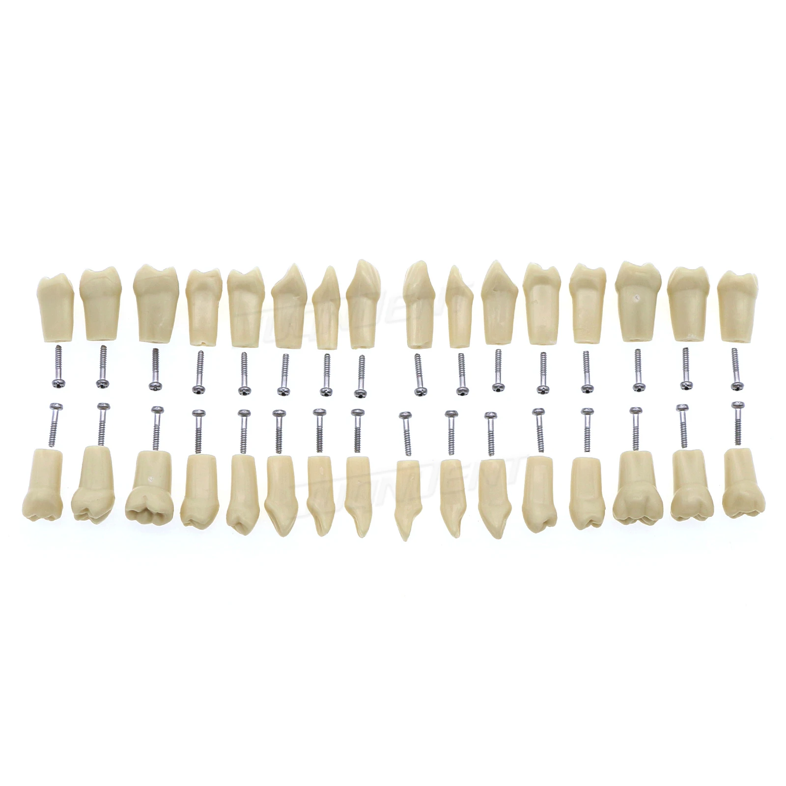Teeth Model Fit Frasaco AG3 Typodont Full Arch 32-tooth Replacement Screw-in Teeth for Dentist Preparation Practice Training