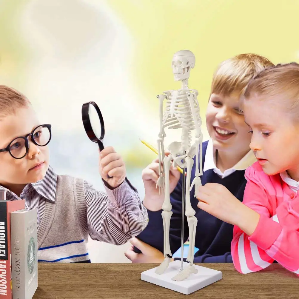 Human Skeleton Model Anatomy Human Body Model Joint Movable Removable Medical Model for Study Teaching Popular Science Supplies