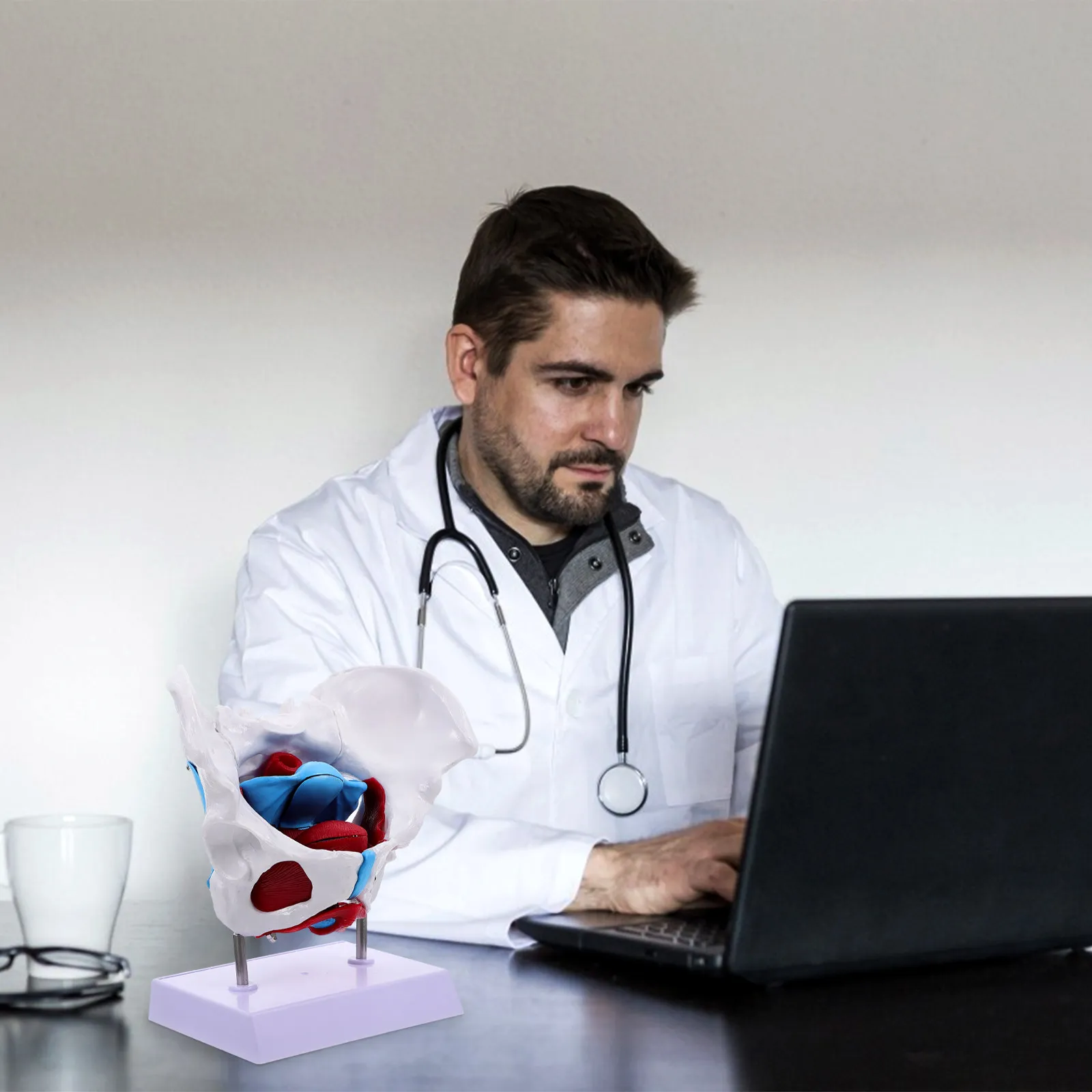 

1Pcs Pelvic Anatomy Female Pelvis Bone Structure Teaching Medical Educational Pelvic Floor Muscle Anatomical Display