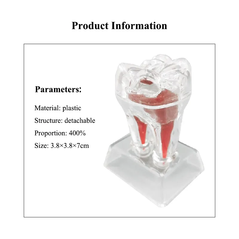 Tooth Model Detachable Hard Plastic  Single Tooth Models to Demo Tooth Tissues for Dental