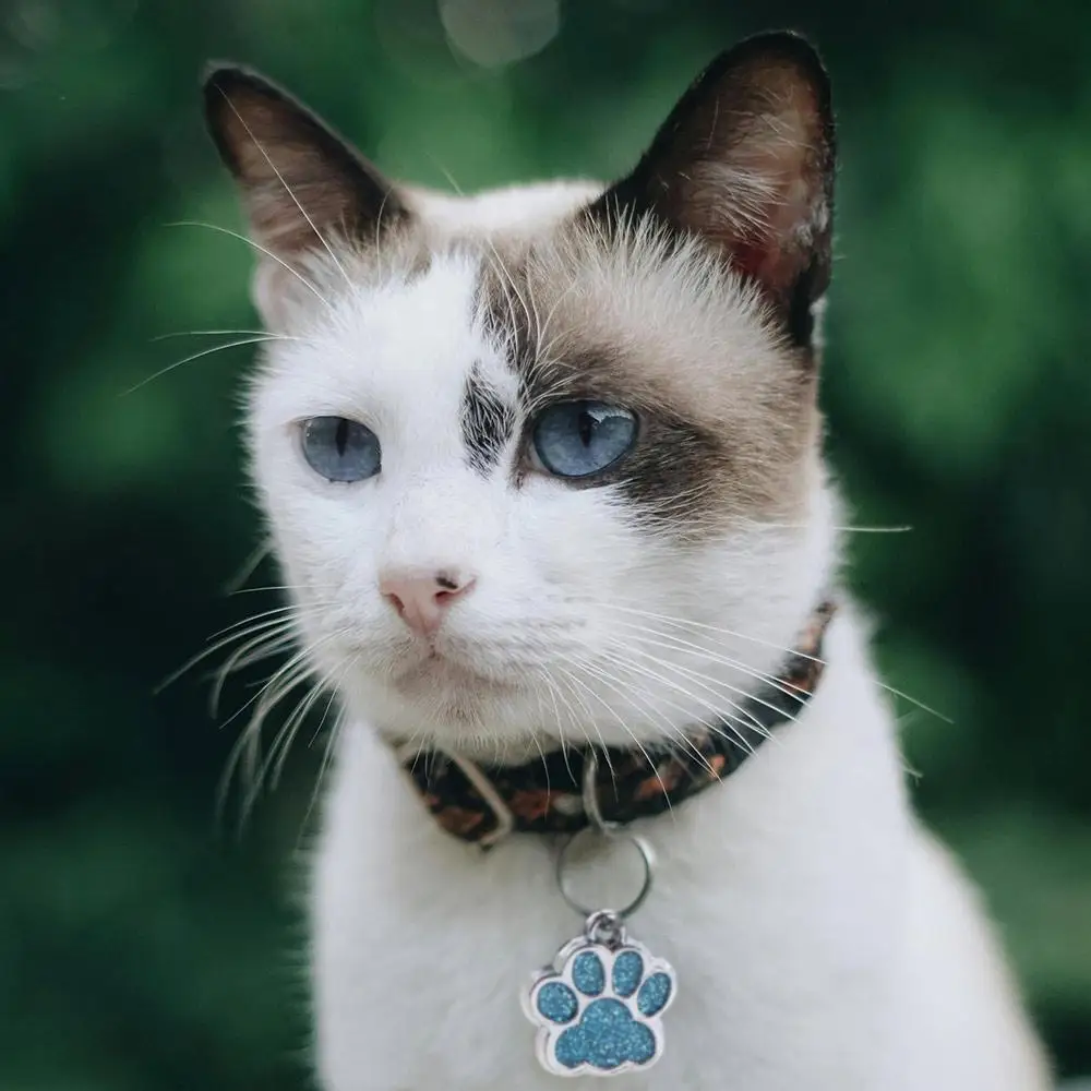

Cat Dog Paw Print Dog Cat Tags Personalized Anti-Lost Pet Glitter Pendant with Hook Exquisite Pet Collar Tag Pendant Puppy