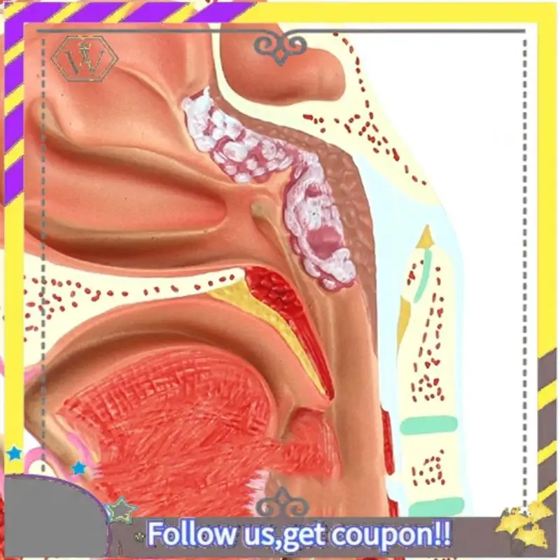 

New 2 Pcs Human Anatomical Nasal Cavity Throat Anatomy Model For Science Classroom Study Display Teaching Model 1.5 Times Human