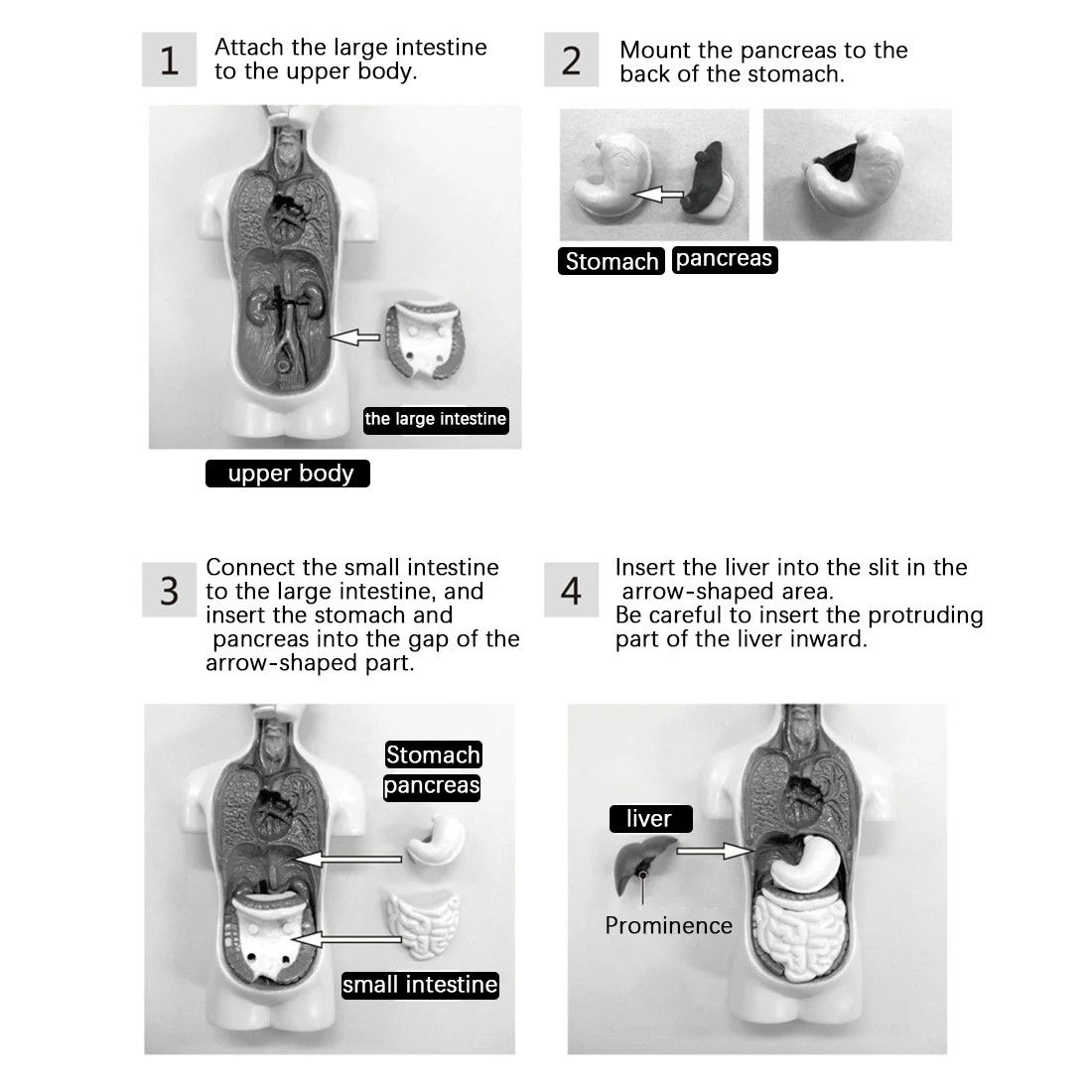 3D Removable Anatomical Human Torso Body Model for Education Toy Human Body Structure Teaching for Child Kid Student