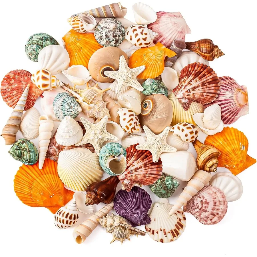 

Sea Shell Mixed Ocean Shells Set 15 Kinds 1.2"-2.7" Various Sizes tural Seashell and Starfish for Beach Themed Decor Crafts Vas