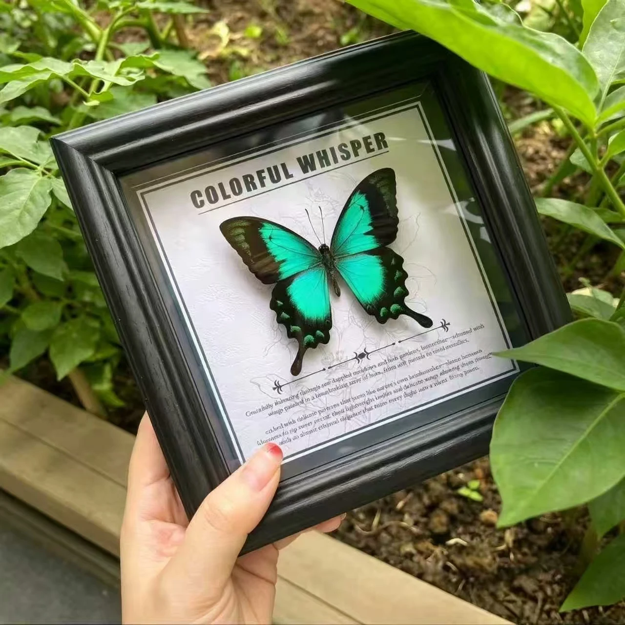 5‑Inch Square Shadow Box Framed Butterfly,Handmade Artwork,Wall Hanging&Tabletop Ornament,Birthday Holiday Gift for Home Decor