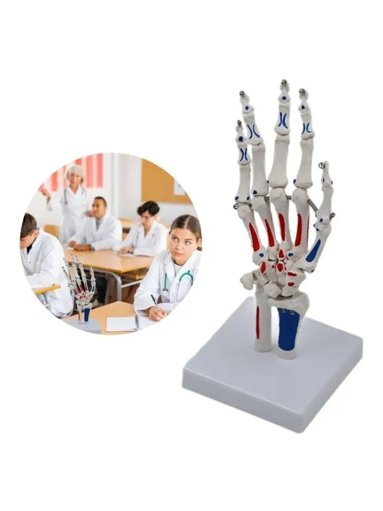 

R53C Life Size Hand Joint Model Hand Skeleton Model Showing Ulna and Radius Medicals Anatomy Model for Science Education