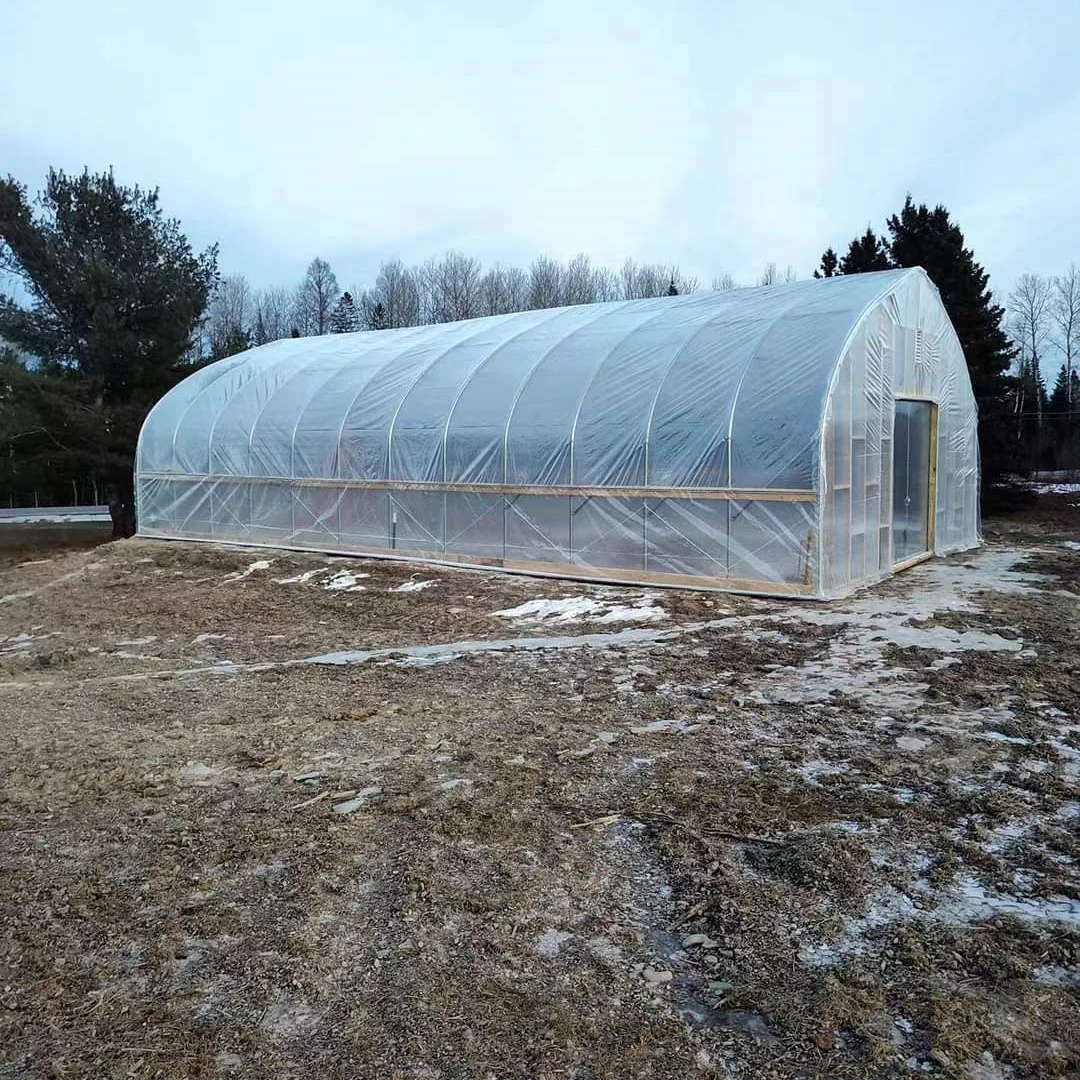 تخصيص الدفيئة 8x20 م البلاستيك الزراعي/التجاري برعاية واحدة الطماطم نفق بولي الدفيئة البناء في الصين