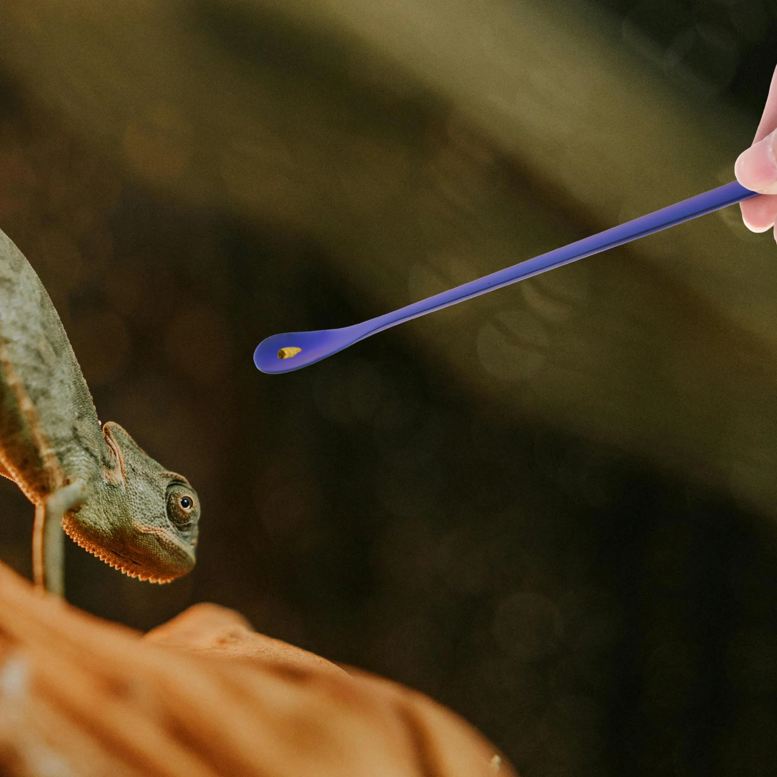 

2 Pcs Spoons Feeding Lizard Feeder Food Scoops For Animals Pet Small Blue Reptile Tool