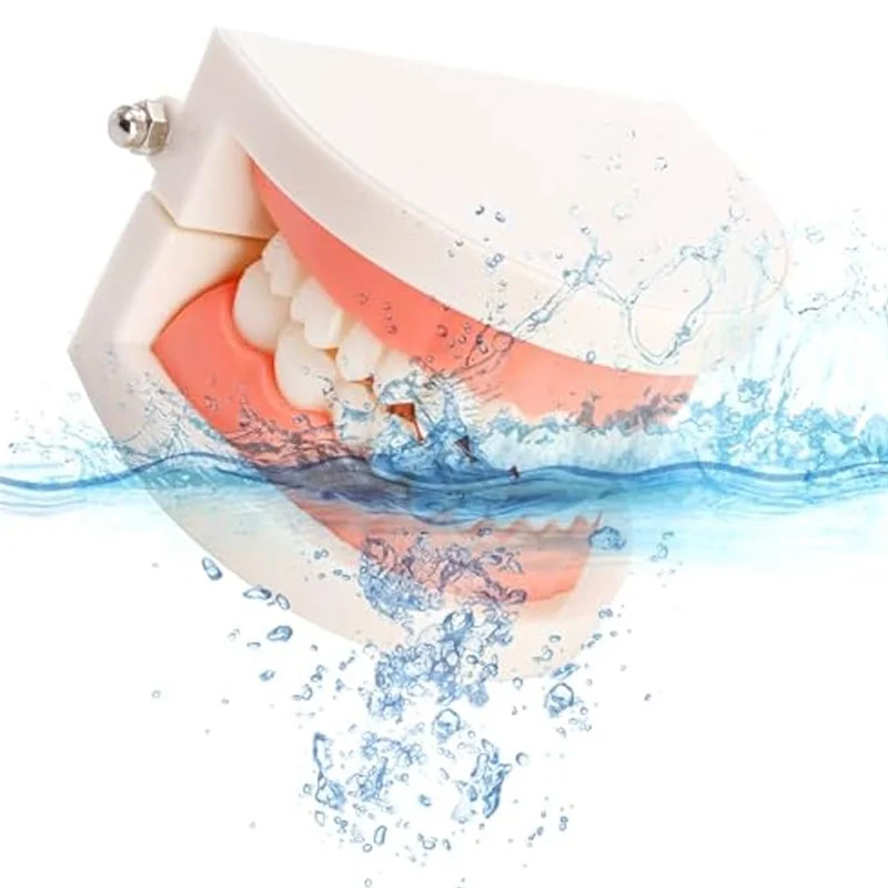 

AA20- Demonstration Model Set For Study,Standard Plastic Mouth Model For Teaching,Dentist, Student