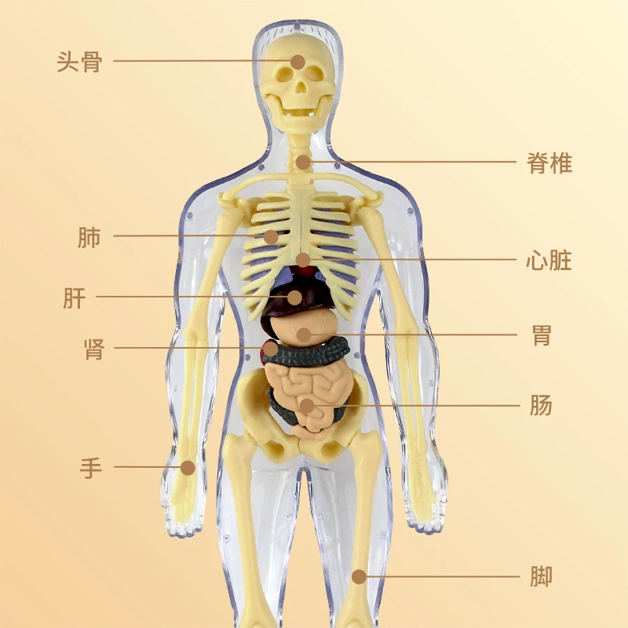 3D Human Body Torso Model for Kid, Anatomy, Skeleton, Removable, Simulation, Organ and Skeleton, Detachable Bone Body Models