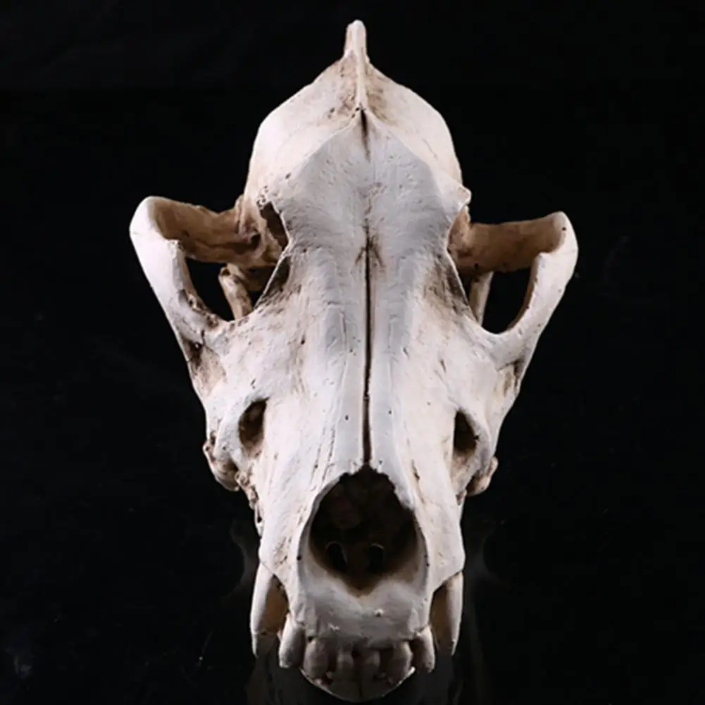 Resin Wolf Skull Decoration Wolf Skull Model Statues Process Film Props Collection Handicrafts Home Garden Desk Ornament