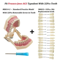 Frasaco  AG3 Type Fit Dental Typodont Standard Model M8014-2 With 32Pcs Screw-in Teeth Practice Filling Restoration Demo M8022-2