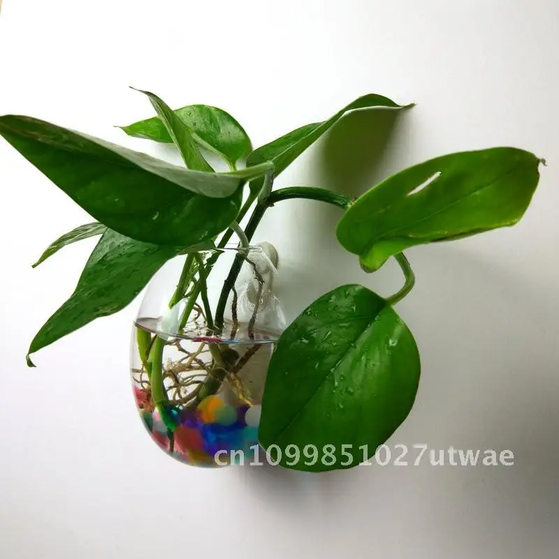 مزهرية زجاجية على شكل بيضة أوزة معلقة على شكل نباتات مائية صغيرة شفافة عالية البورسليكات مصنوعة يدويًا لتزيين جدران المنزل