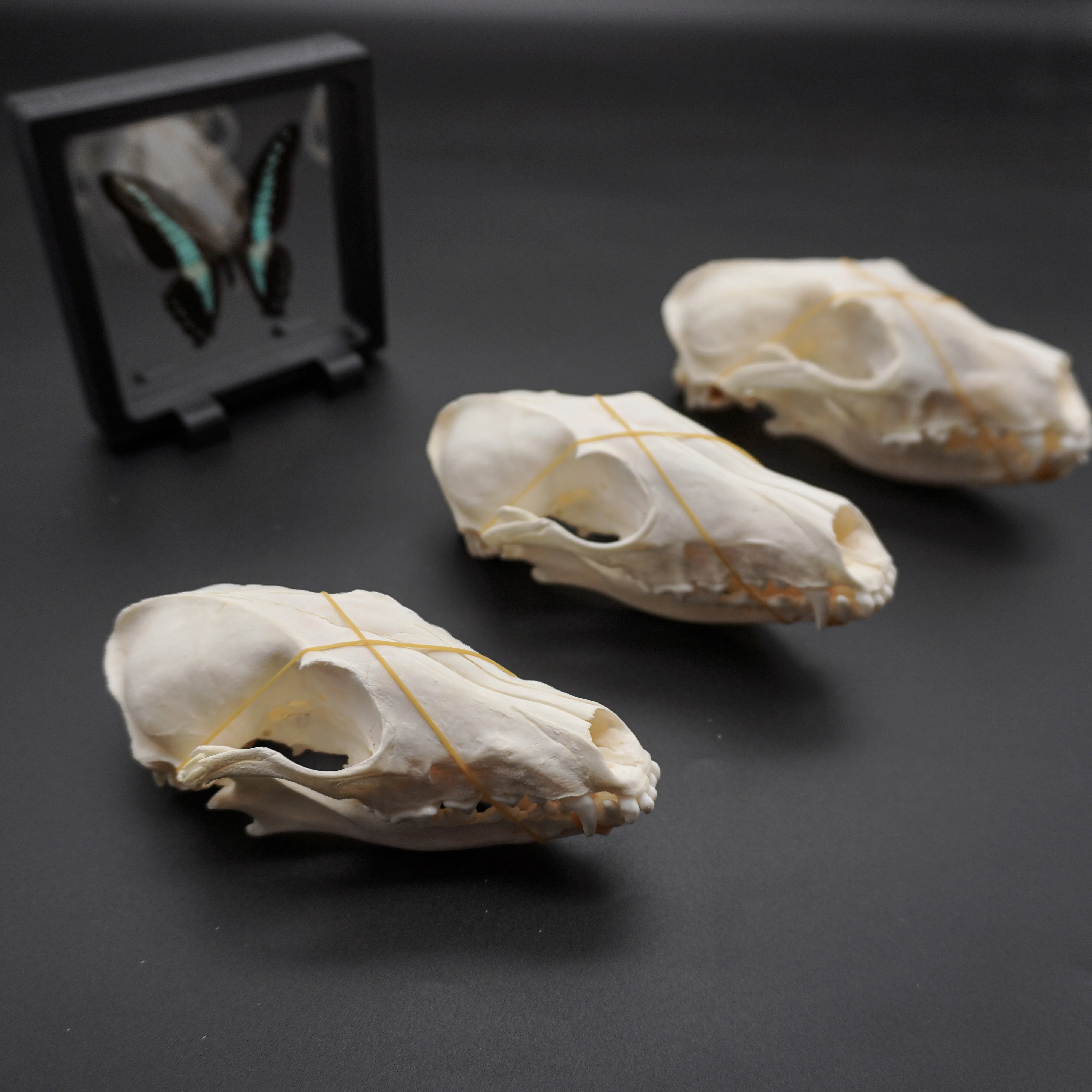 1/2/3/5/10Pcs Real Skull Crafts Fox Skull for DIY Decorative Collection Educational Taxidermy Teaching Model Display