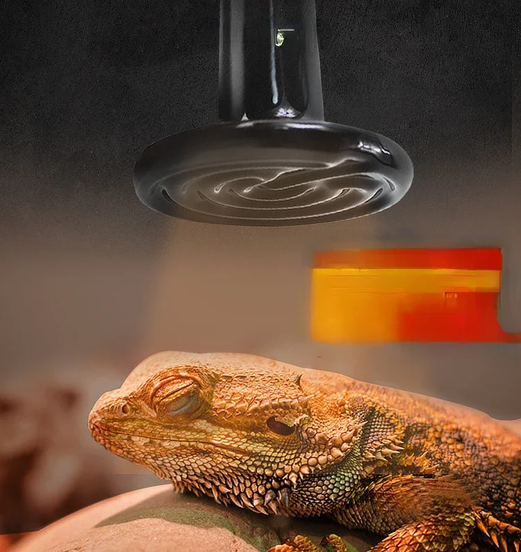 Tortoise,  crawler, box, ceramic heating lamp, ceramic thermal lamp, pet