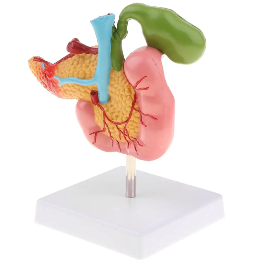 Human Duodenum Statue Lifesize Human Pancreas Duodenum Gallbladder Model with Vessels & Nerves for School Teaching Aid