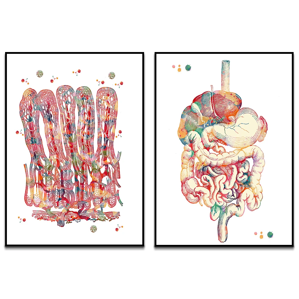 Human digestive tract organ anatomy digestive system poster, watercolor painting of intestine, anatomy of intestinal villi