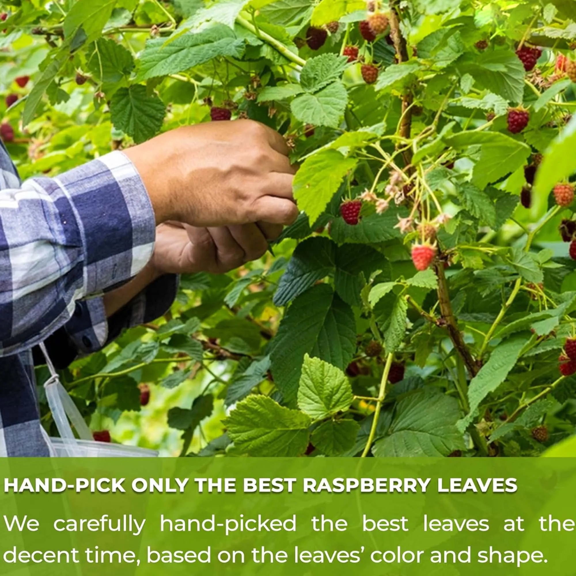 120袋 - ラズベリーリーフティーバッグ、助産と月経のためのハーブティー、妊娠中や産後の回復に適しています