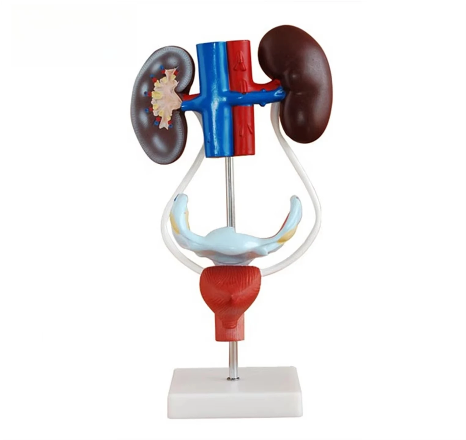 Biological Model Teaching Aids Material and Anatomical Anatomical Female Vagina Female Urogenital System Model