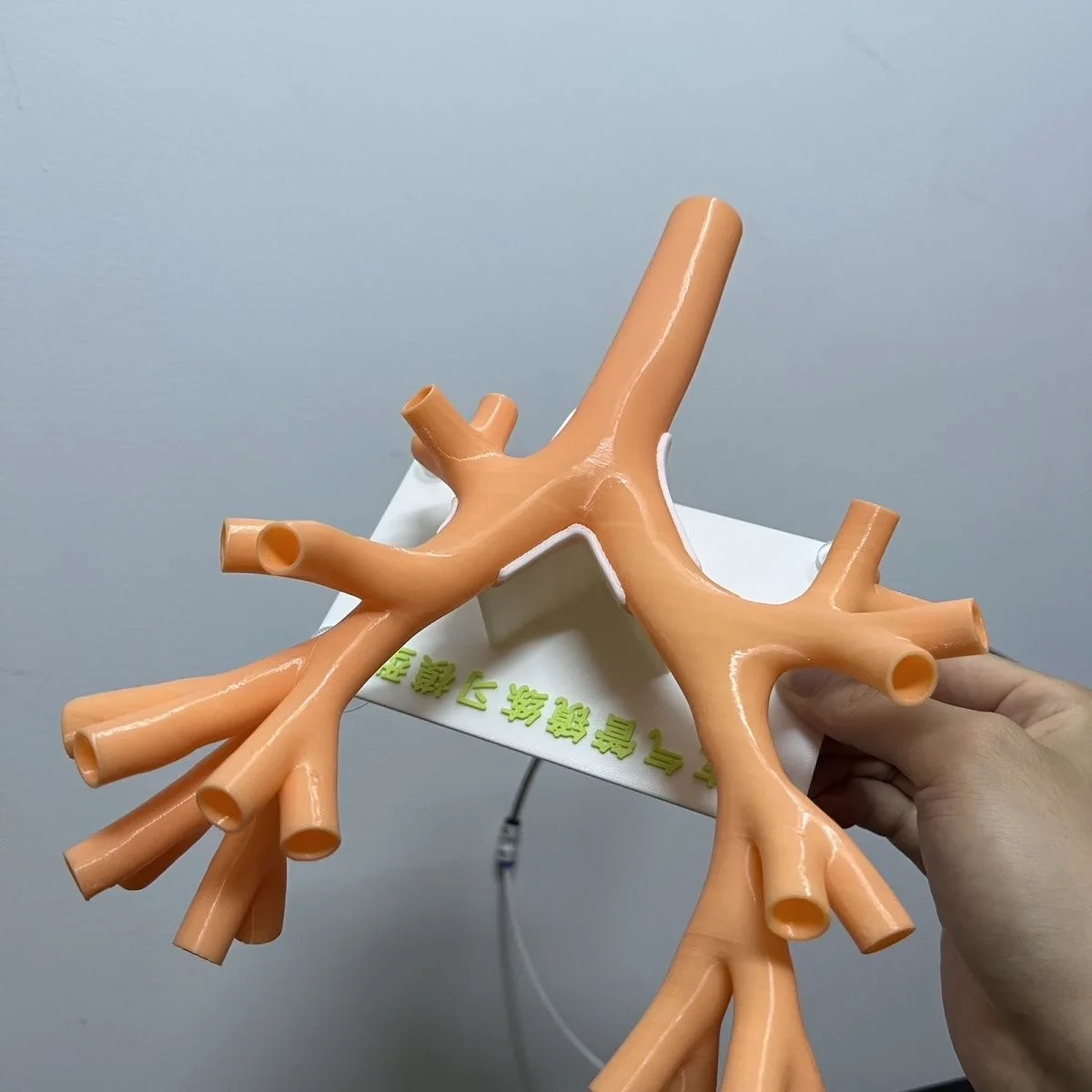 Customized meat-colored soft bronchial model endoscopic soft endoscope practice model simulation 3D
