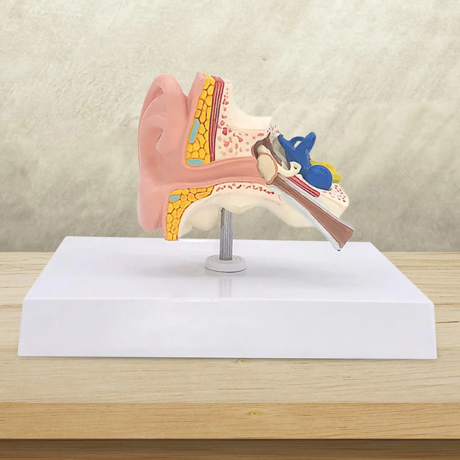 Human Ear Model Anatomical 3D Ear Model for Classroom Study Display Teaching