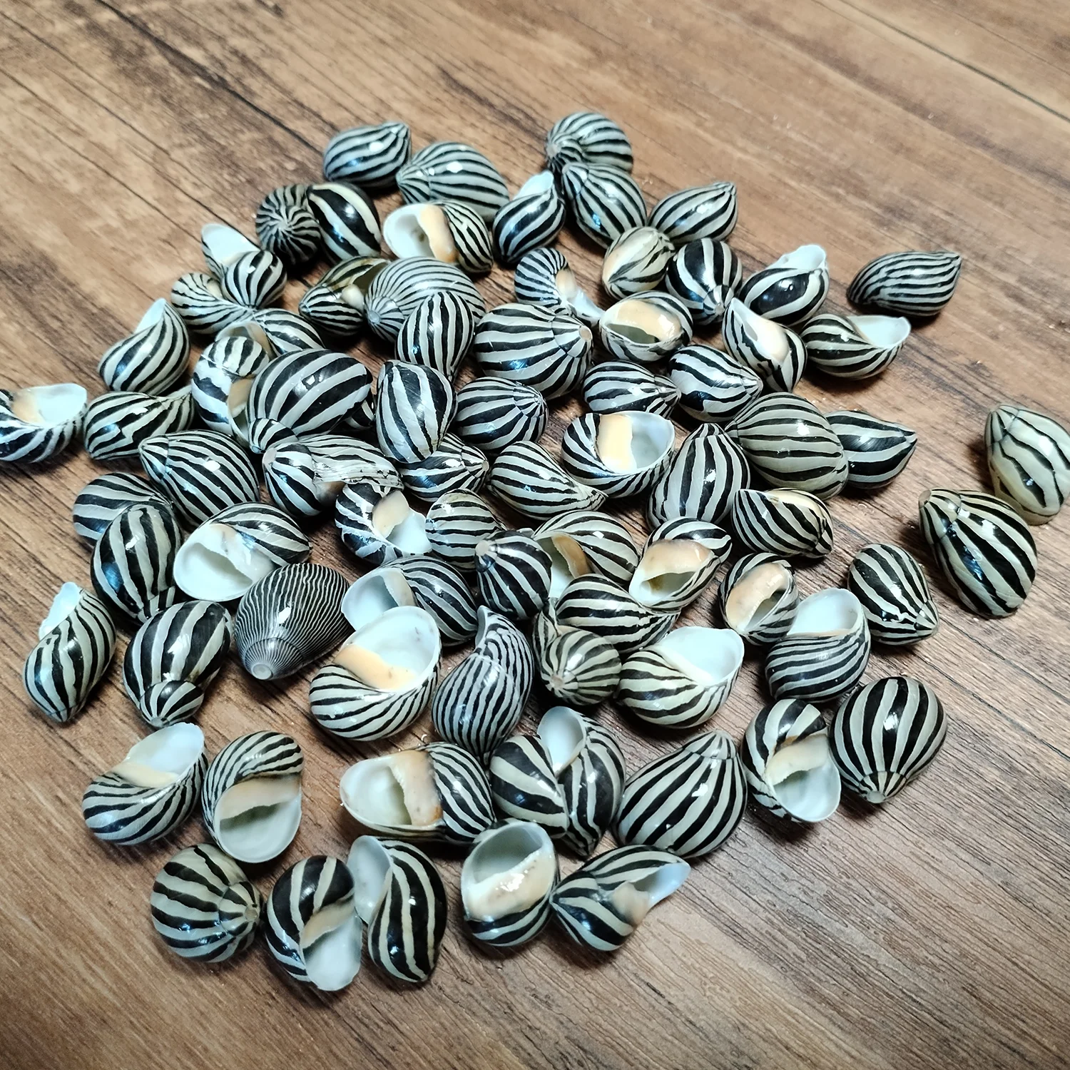 30 Pcs Neritina Turrita Snails Natural Nerita Balteata Mini Neritina Communis Seashell for Home Decorations, Party Wedding