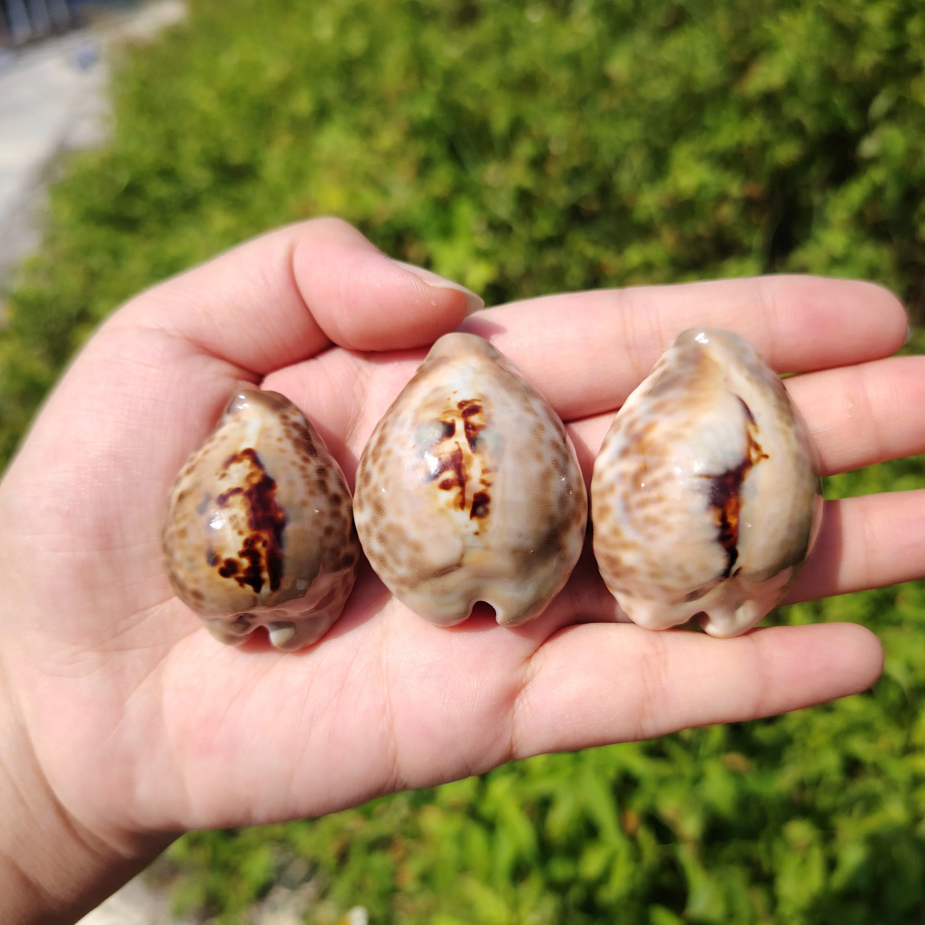Toothless Conch Specimen Natural Sea Snail Shells, Rare Specimens for Home Decoration and Collection