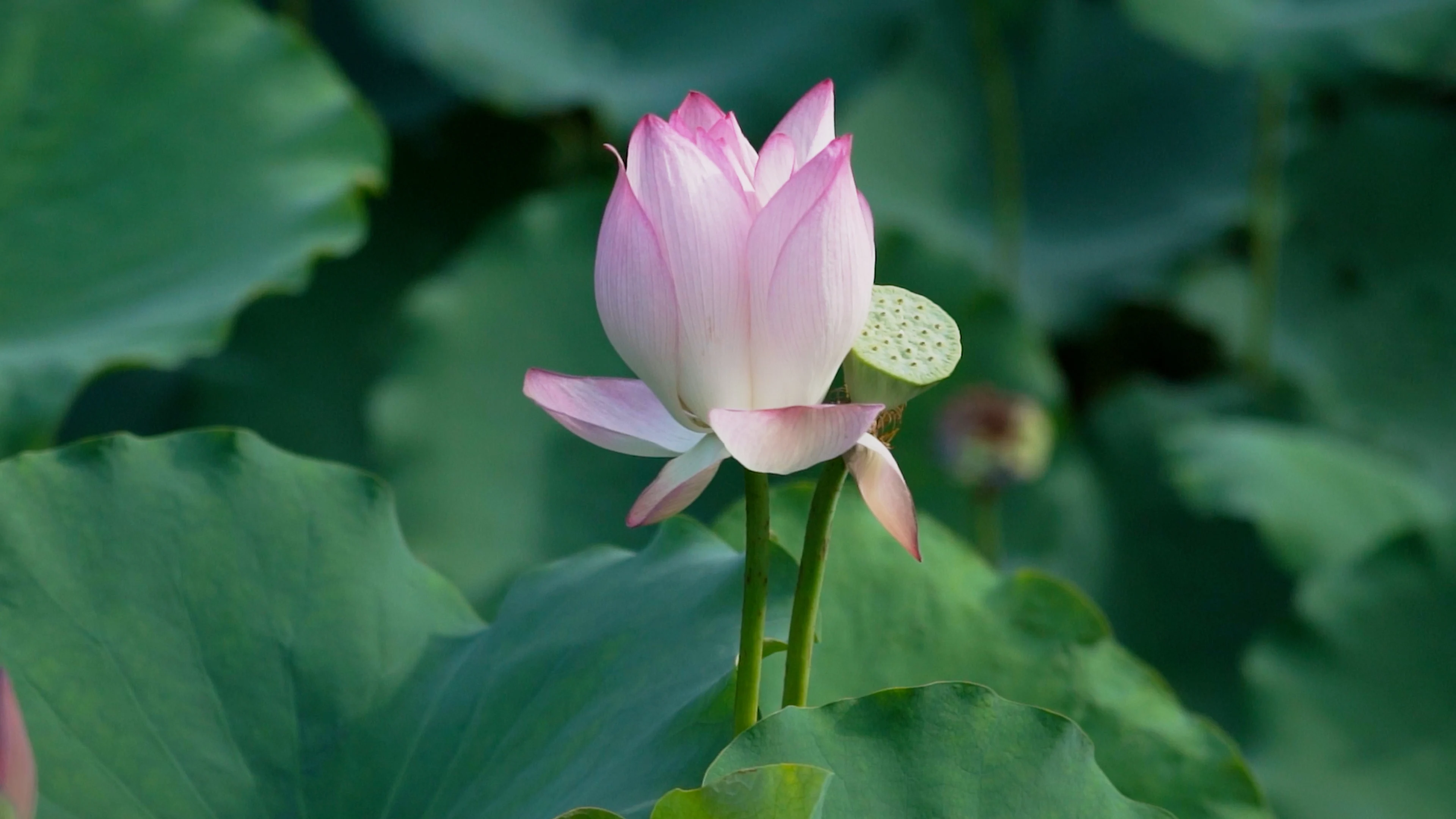 

1/16 MJX 1/16 16207 16208 16209 H16 1/14 14209 14210 4pcs 93mm Rubber Wheel Tire Tyre RC Car Upgrade Parts