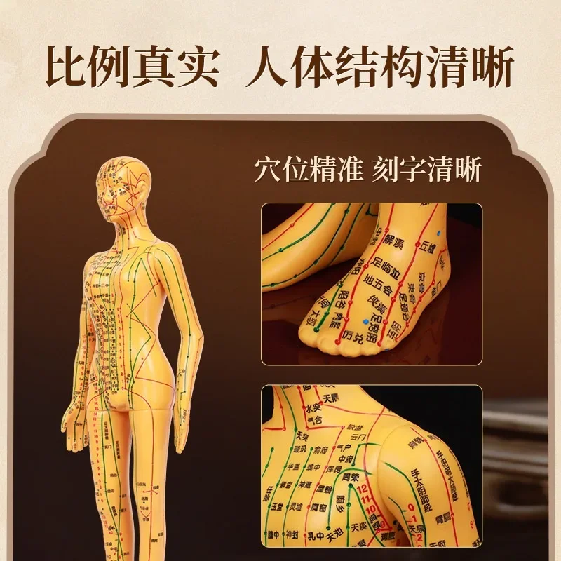 Human model acupoints full body picture twelve bronze man simulation humanoid silicone