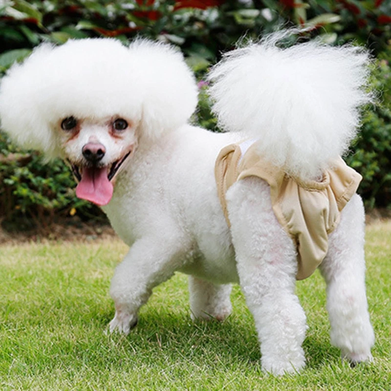 Culotte hygiénique, short, cadeau, couche lavable et étanche pour chien, respirante en chaleur