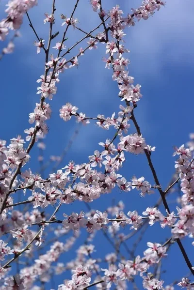 

Набор шестигранных винтов из нержавеющей стали TAMIYA TT02, 64 шт., для радиоуправляемых автомобилей 1/10 Tamiya TT-02