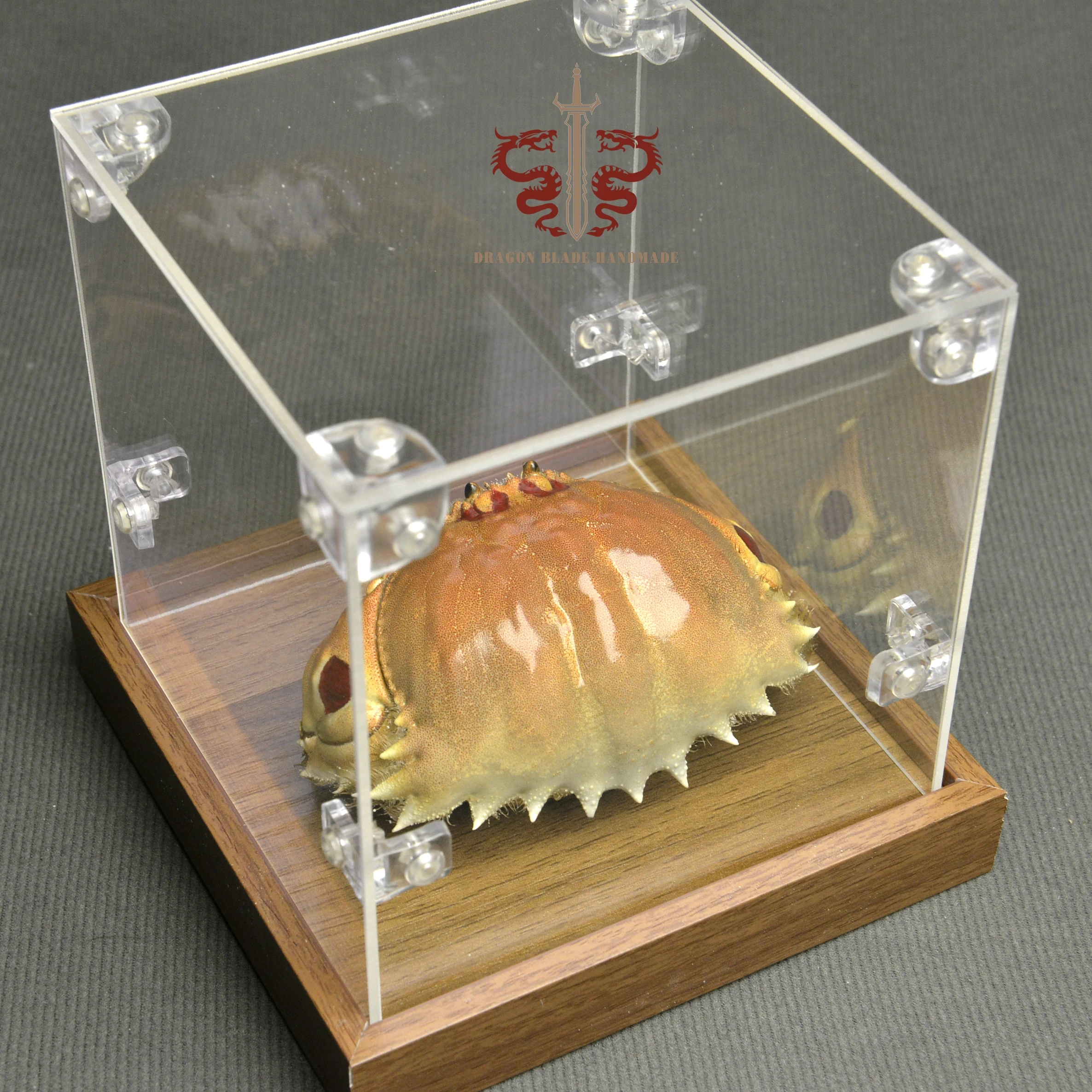 Crab specimen Calappa philargius, museum-quality taxidermy & display box, Collection Home Decor Ornament Desk Decoration